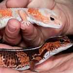 Fat tail african Gecko- היפהפיה והלבקן